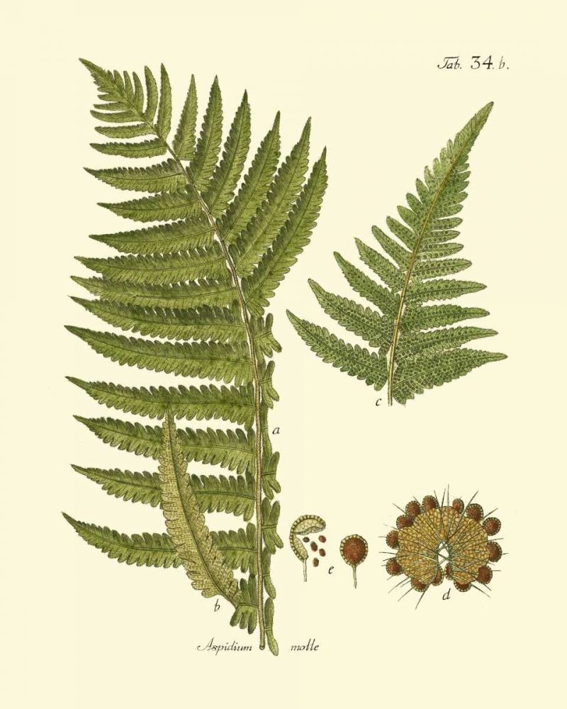 Art Print: Antique Fern III