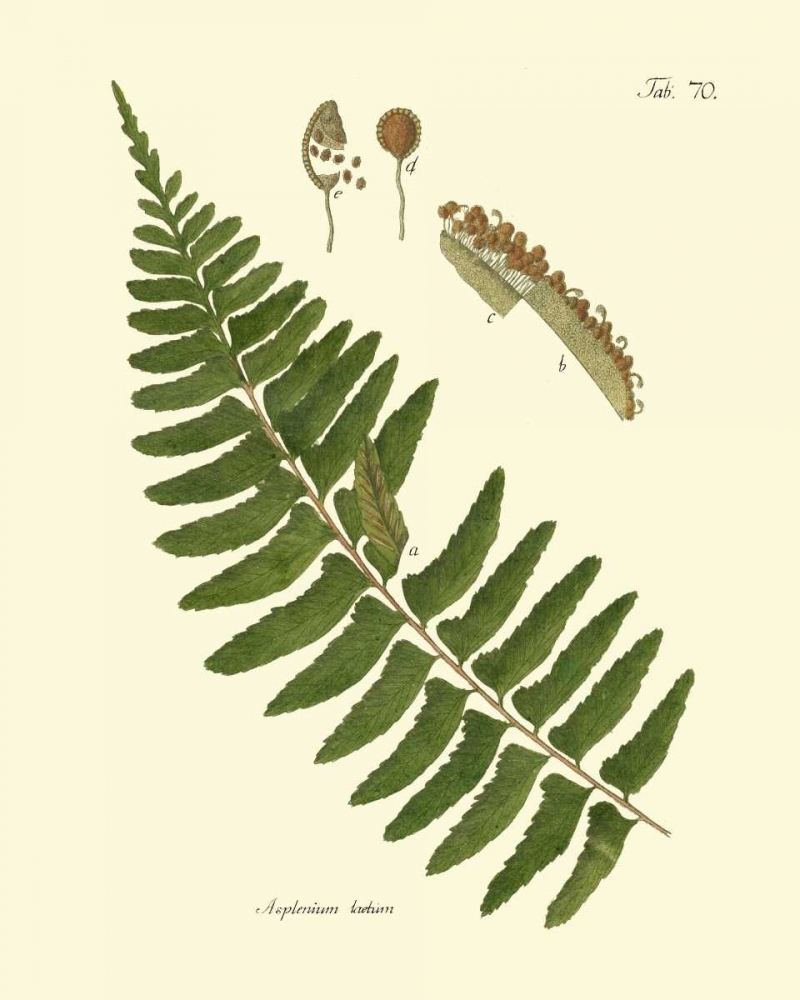 Art Print: Antique Fern V