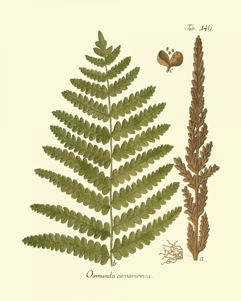 Art Print: Antique Fern VI