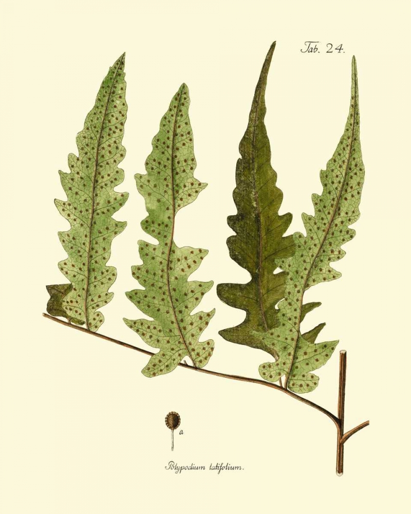 Art Print: Antique Fern VII