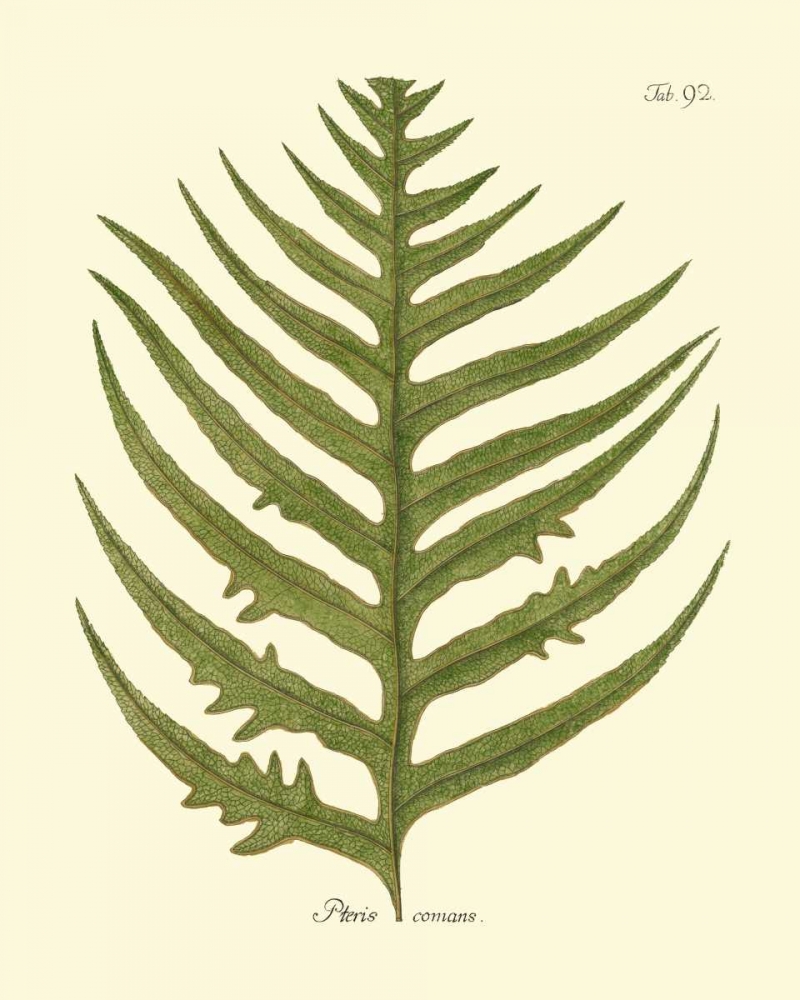 Wall Art Painting id:163182, Name: Antique Fern VIII, Artist: Vision Studio