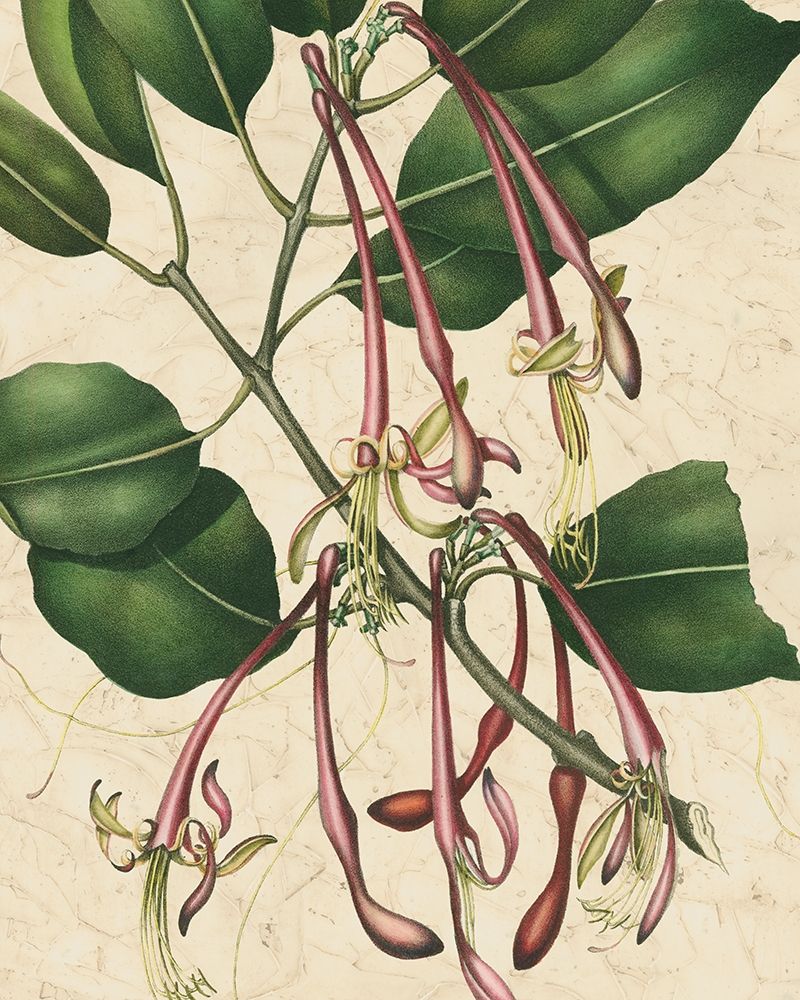 Art Print: Botanic Beauty I