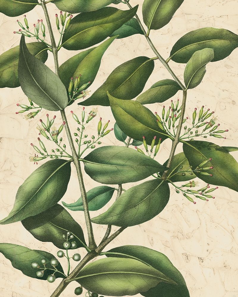 Wall art: Botanic Beauty III, by Vision Studio