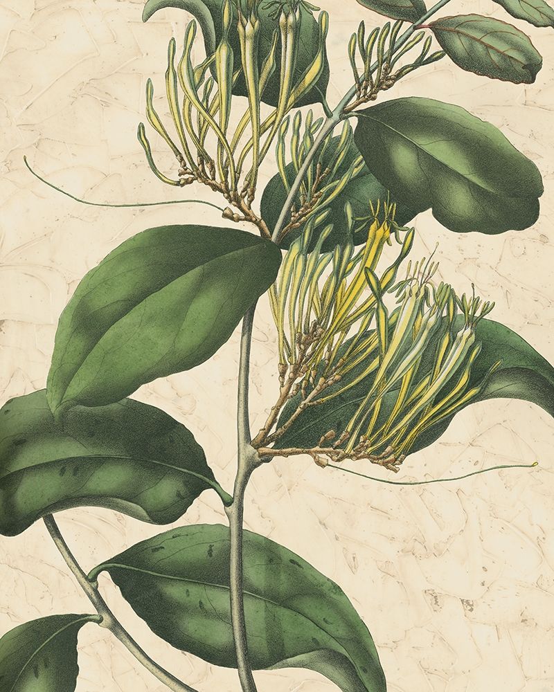 Wall art: Botanic Beauty IV, by Vision Studio