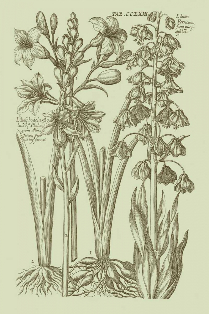 Wall Art Painting id:35477, Name: Garden of Flora II, Artist: Vision Studio