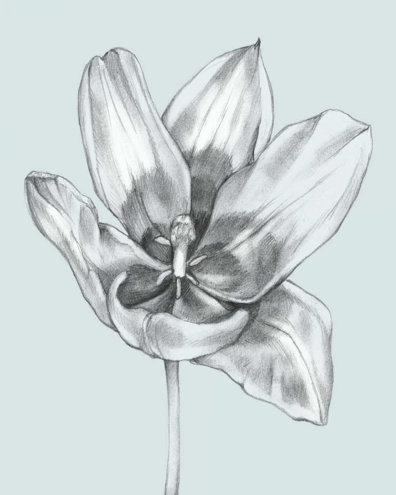 Wall art: Silvery Blue Tulips II, by Goldberger, Jennifer