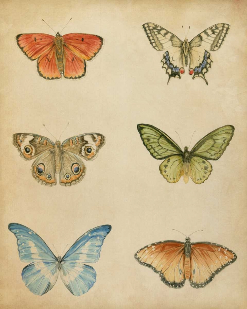 Wall Art Painting id:38489, Name: Butterfly Varietal II, Artist: Meagher, Megan