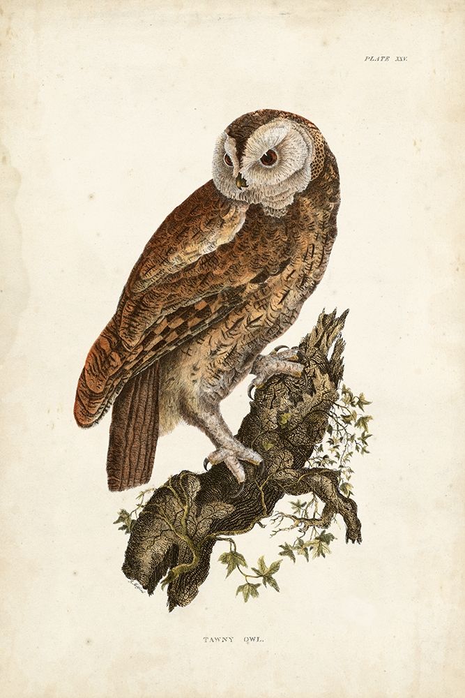 Art Print: Tawny Owl