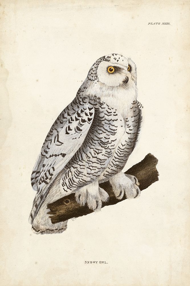 Art Print: Snowy Owl