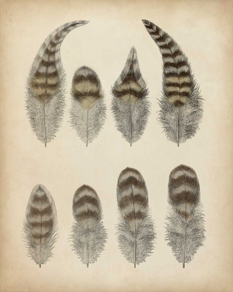 Wall Art Painting id:156111, Name: Vintage Feathers I, Artist: Unknown