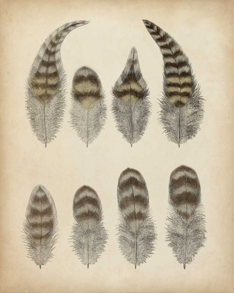 Art Print: Vintage Feathers I