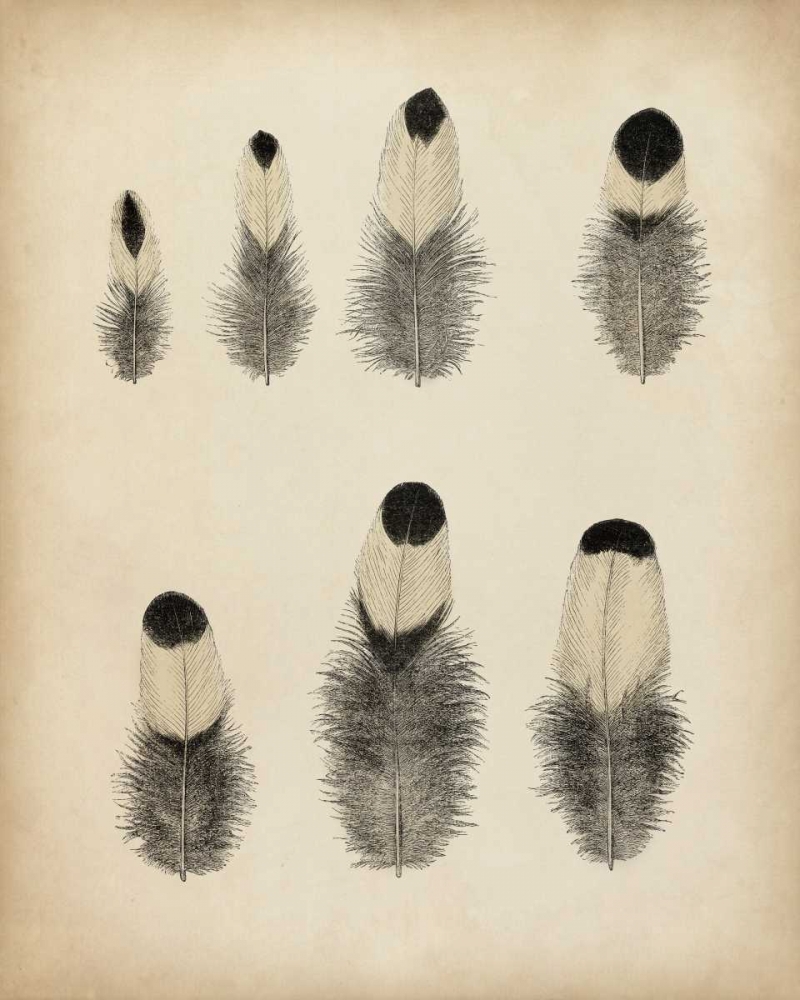 Wall Art Painting id:156112, Name: Vintage Feathers II, Artist: Unknown