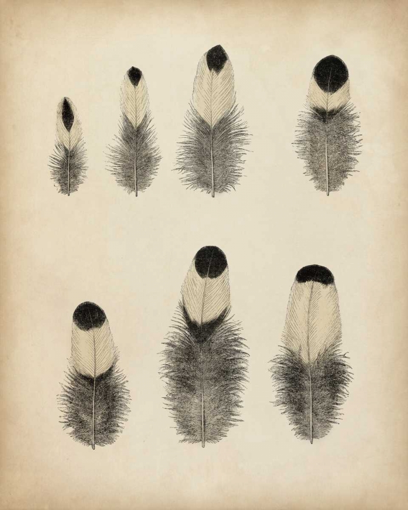 Art Print: Vintage Feathers II