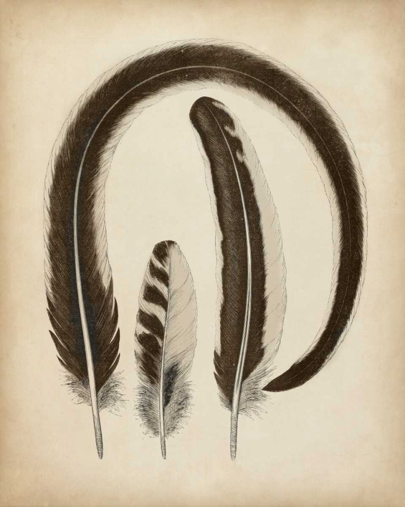 Wall Art Painting id:156113, Name: Vintage Feathers III, Artist: Unknown