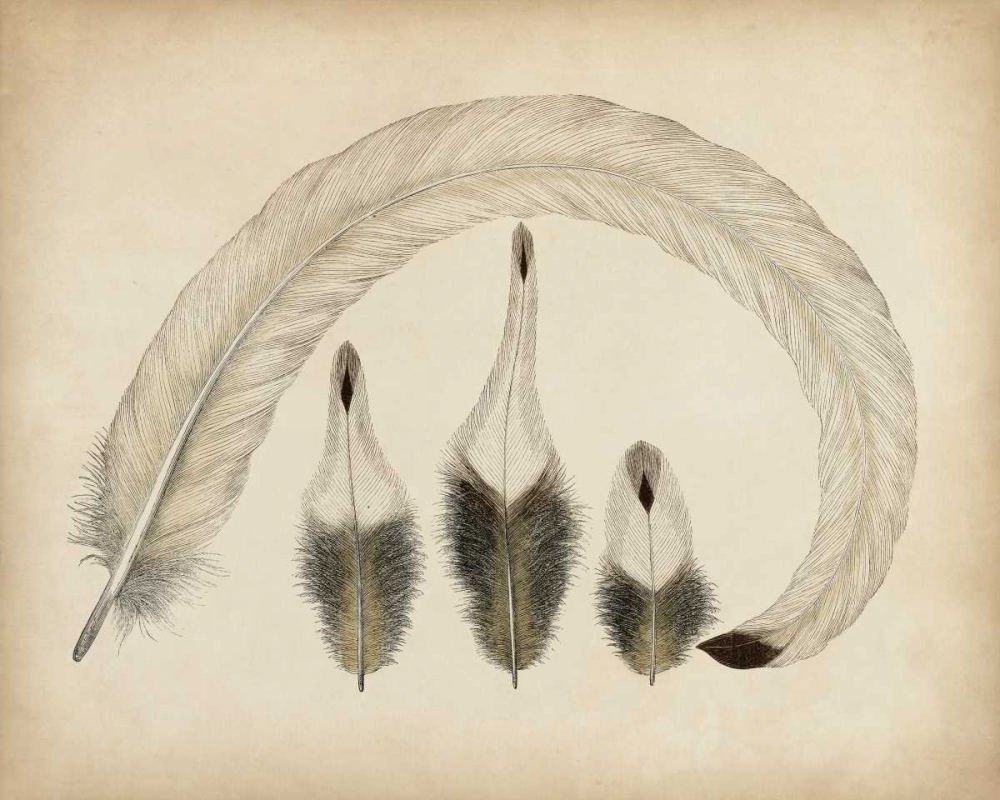 Wall Art Painting id:156114, Name: Vintage Feathers IV, Artist: Unknown