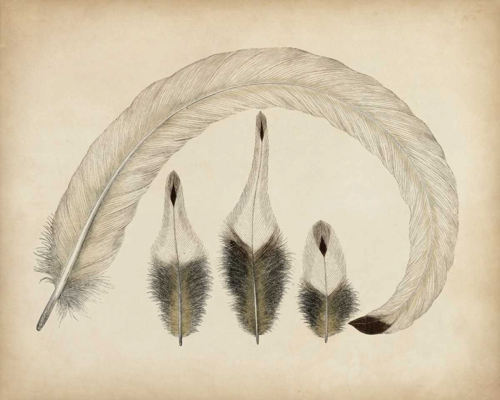 Art Print: Vintage Feathers IV