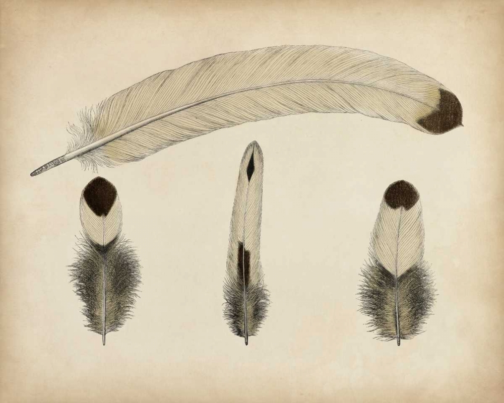 Wall Art Painting id:156105, Name: Vintage Feathers V, Artist: Unknown