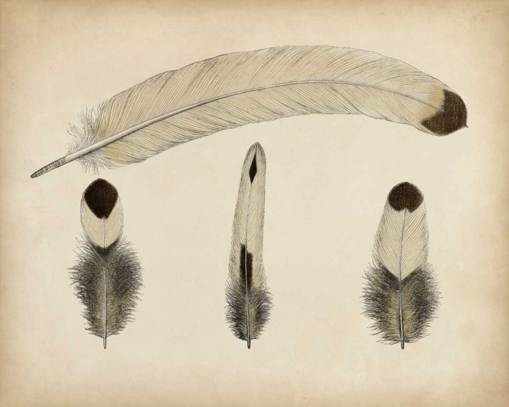 Art Print: Vintage Feathers V