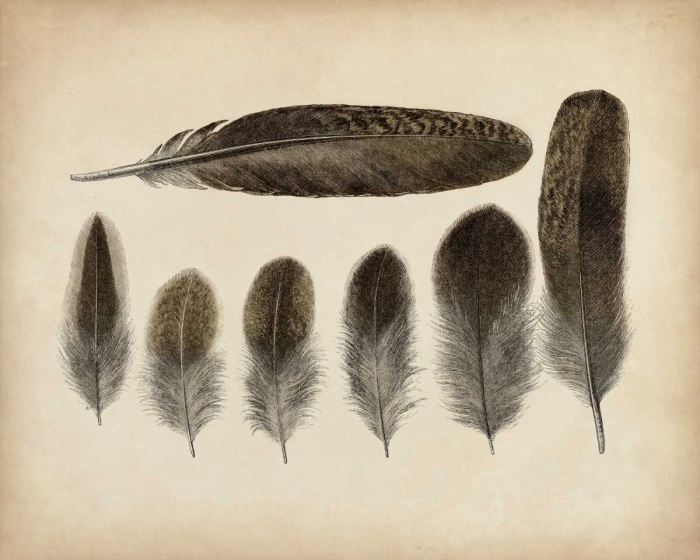 Wall Art Painting id:156115, Name: Vintage Feathers VI, Artist: Unknown