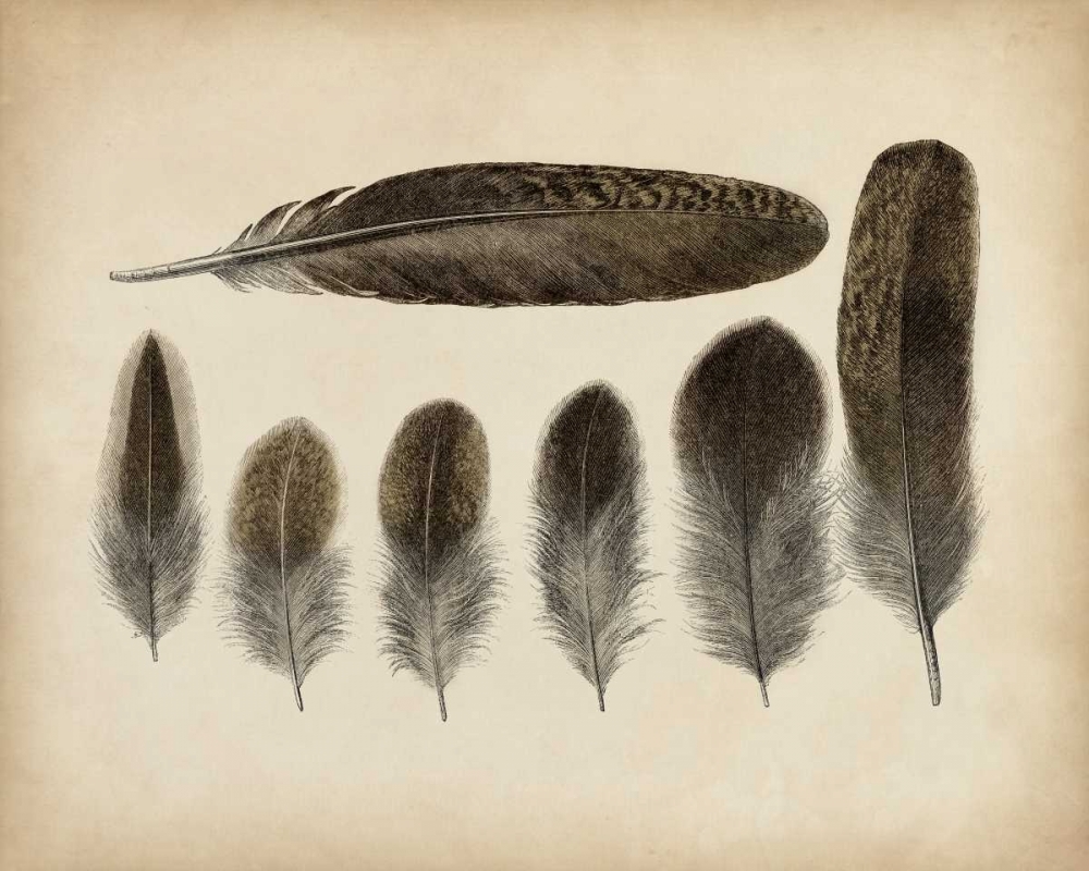 Art Print: Vintage Feathers VI