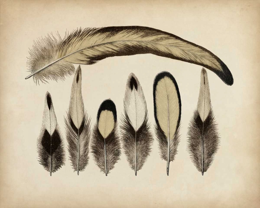 Wall Art Painting id:156116, Name: Vintage Feathers VII, Artist: Unknown
