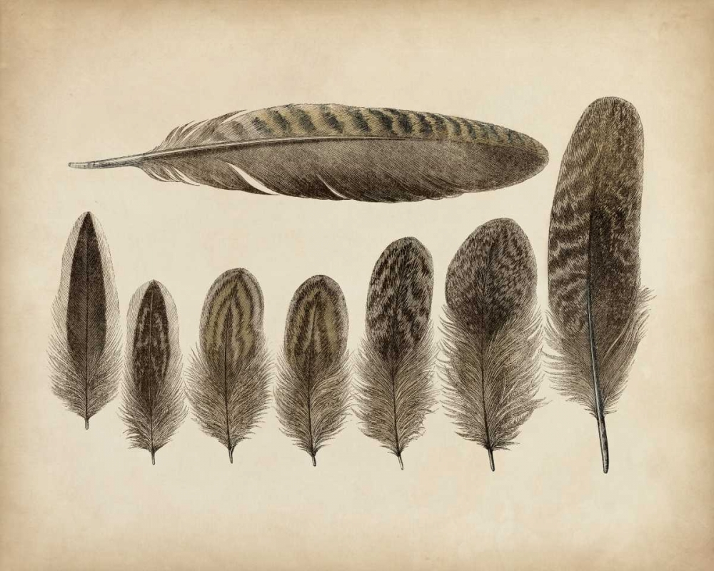 Wall Art Painting id:156117, Name: Vintage Feathers VIII, Artist: Unknown