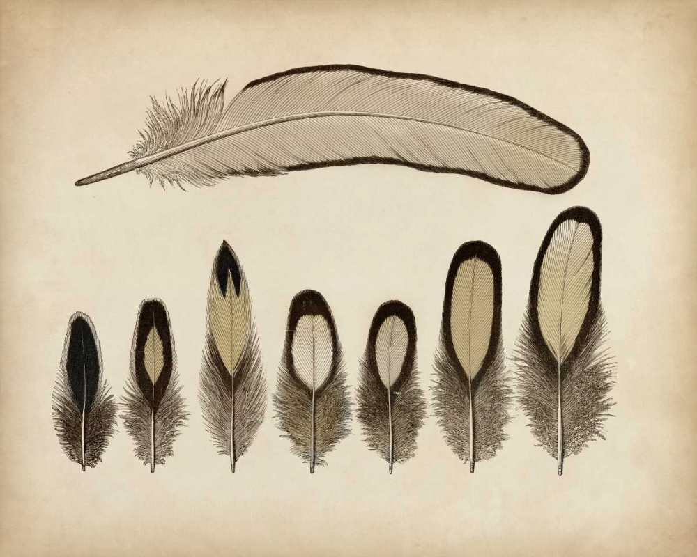 Wall Art Painting id:156118, Name: Vintage Feathers IX, Artist: Unknown