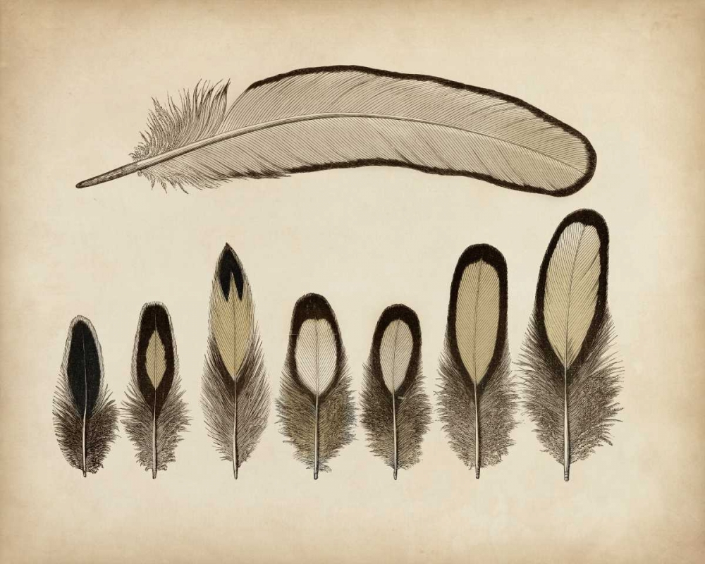 Art Print: Vintage Feathers IX