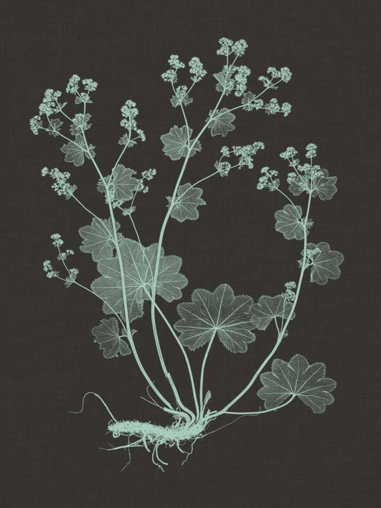 Wall Art Painting id:35809, Name: Mint and Charcoal Nature Study I, Artist: Vision Studio