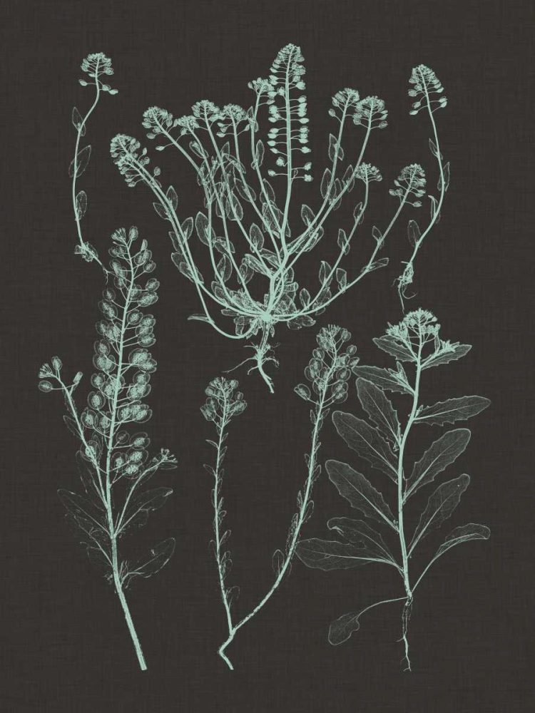 Wall Art Painting id:35811, Name: Mint and Charcoal Nature Study III, Artist: Vision Studio