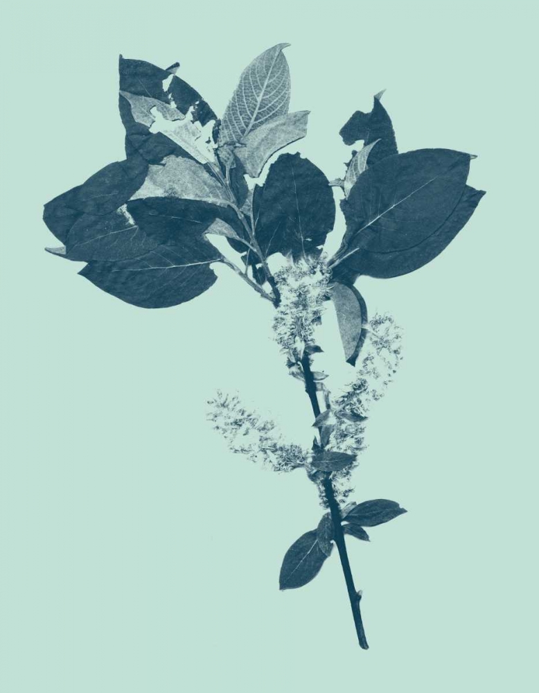 Wall Art Painting id:35817, Name: Indigo and Mint Botanical Study V, Artist: Vision Studio