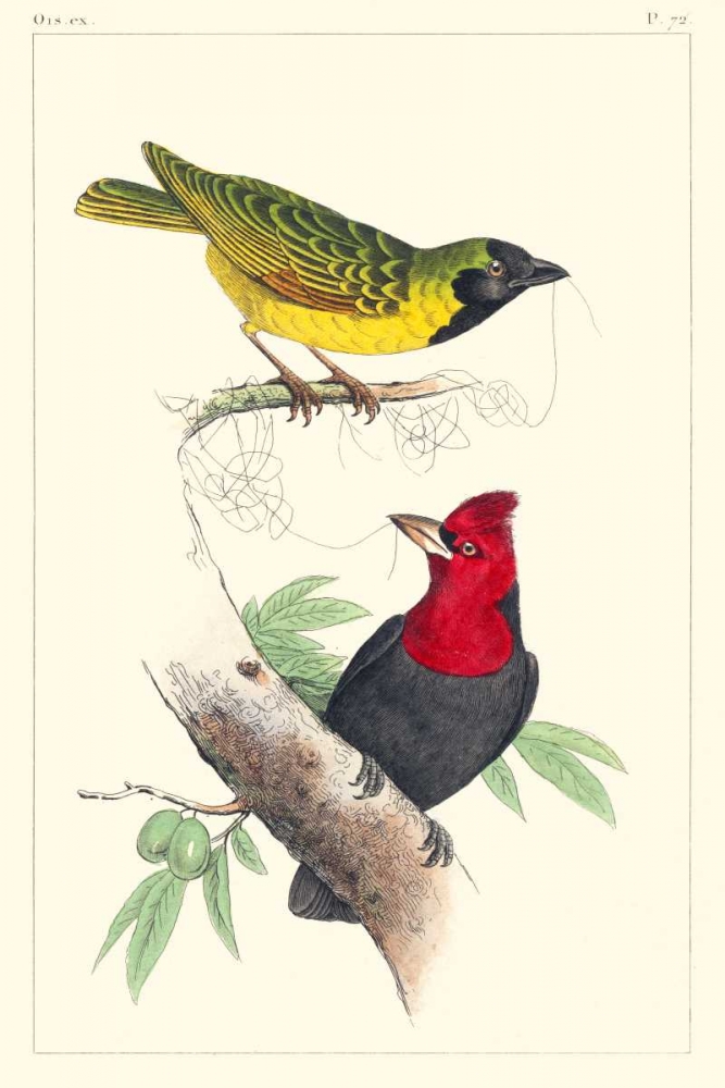 Art Print: Lemaire Birds II