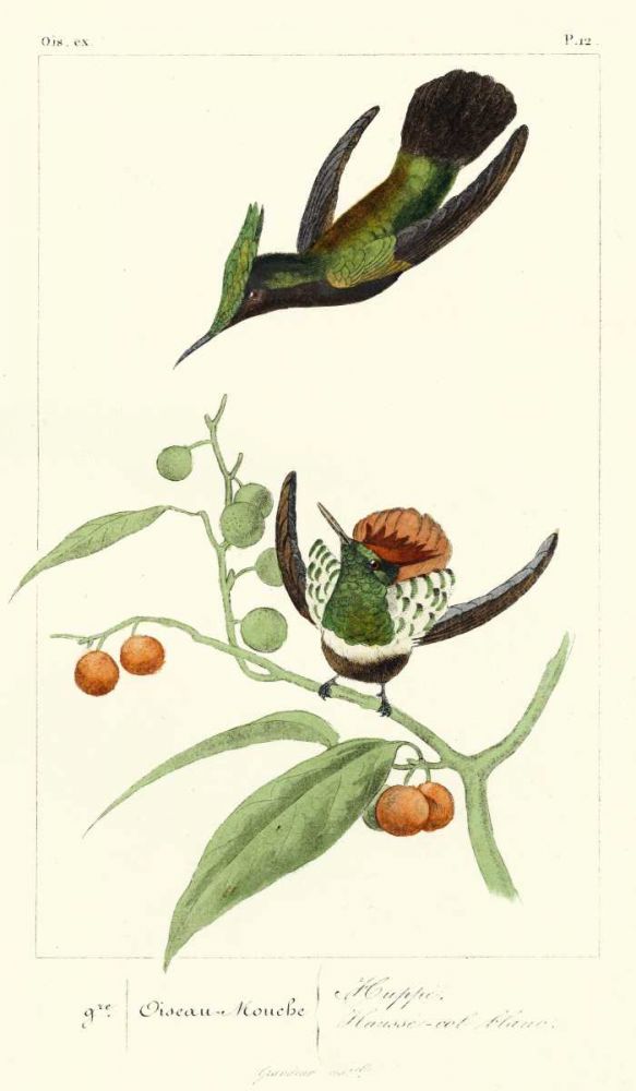 Art Print: Lemaire Hummingbirds III