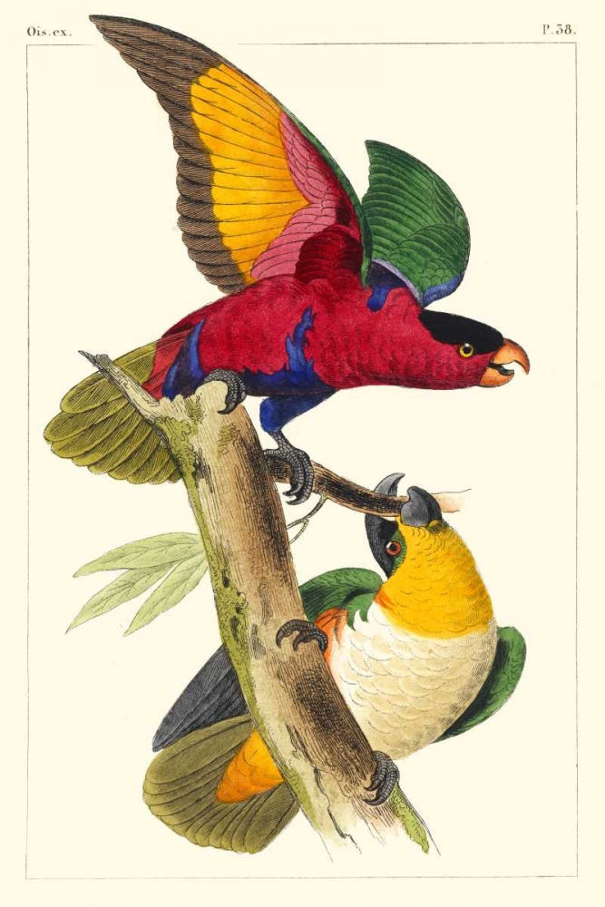 Wall Art Painting id:60557, Name: Lemaire Parrots I, Artist: Lemaire, C.L.