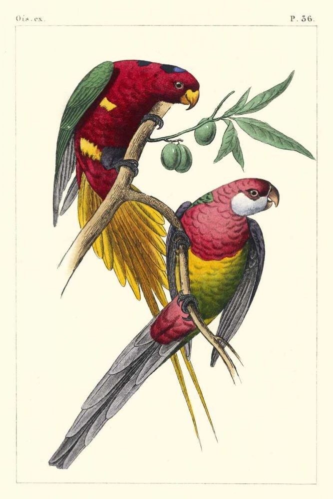 Art Print: Lemaire Parrots III