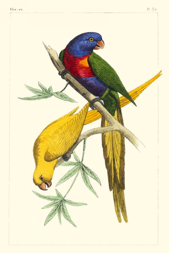 Wall art: Lemaire Parrots IV, by Lemaire, C.L.