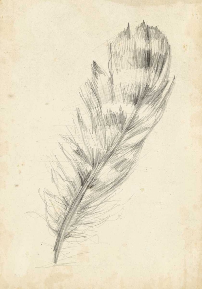 Wall Art Painting id:38587, Name: Feather Sketch II, Artist: Harper, Ethan