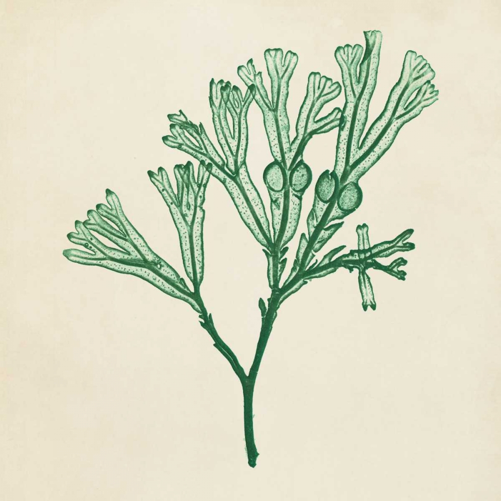 Wall Art Painting id:38620, Name: Chromatic Seaweed IV, Artist: Vision Studio