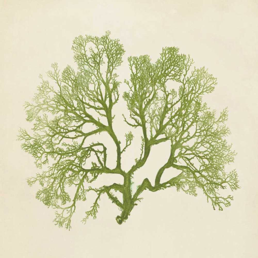 Wall Art Painting id:38622, Name: Chromatic Seaweed VI, Artist: Vision Studio