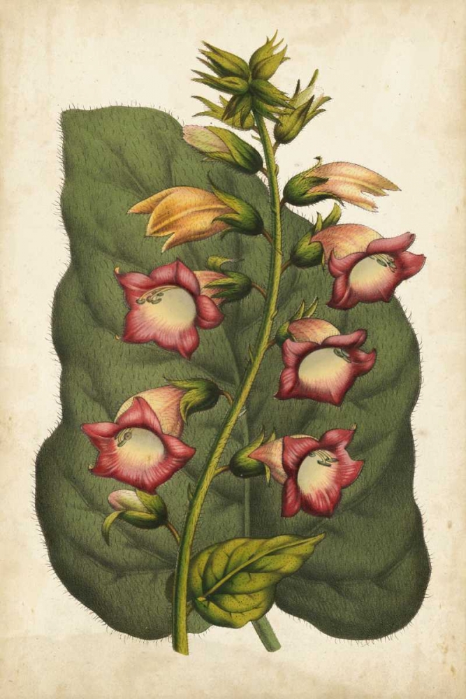 Art Print: Coral Beauties I