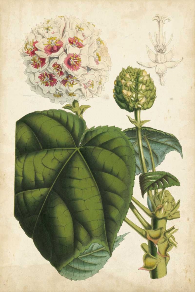 Art Print: Coral Beauties II