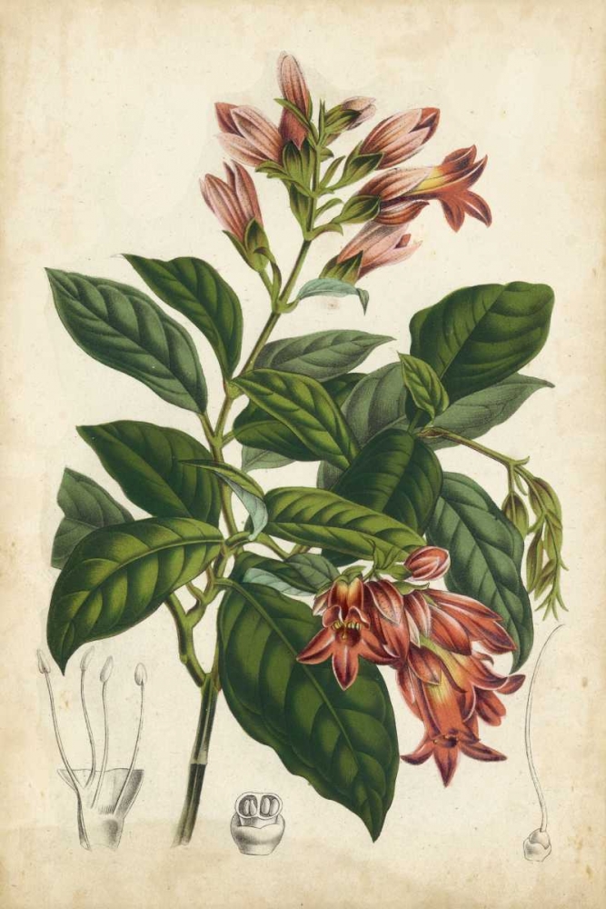 Art Print: Coral Beauties III