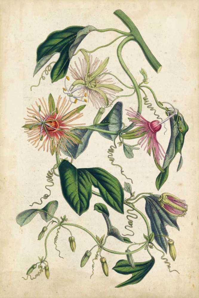 Art Print: Coral Beauties IV