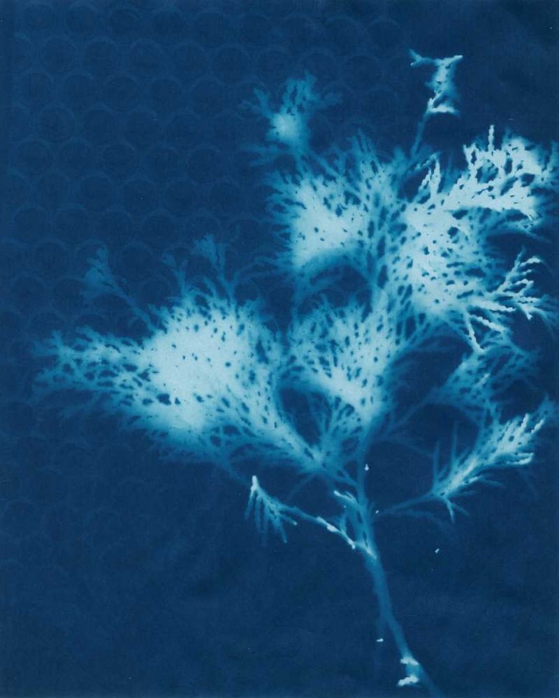 Wall Art Painting id:38783, Name: Cyanotype No.3, Artist: Stramel, Renee W.