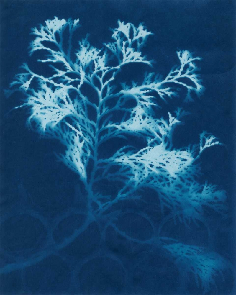 Wall Art Painting id:38784, Name: Cyanotype No.4, Artist: Stramel, Renee W.