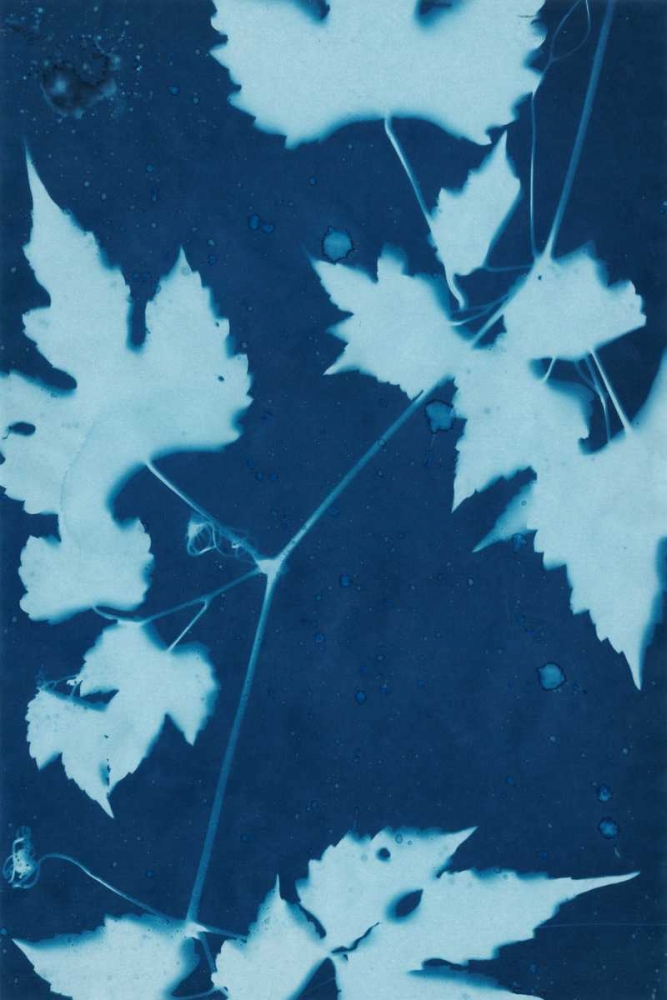 Wall Art Painting id:38789, Name: Cyanotype No.9, Artist: Stramel, Renee W.