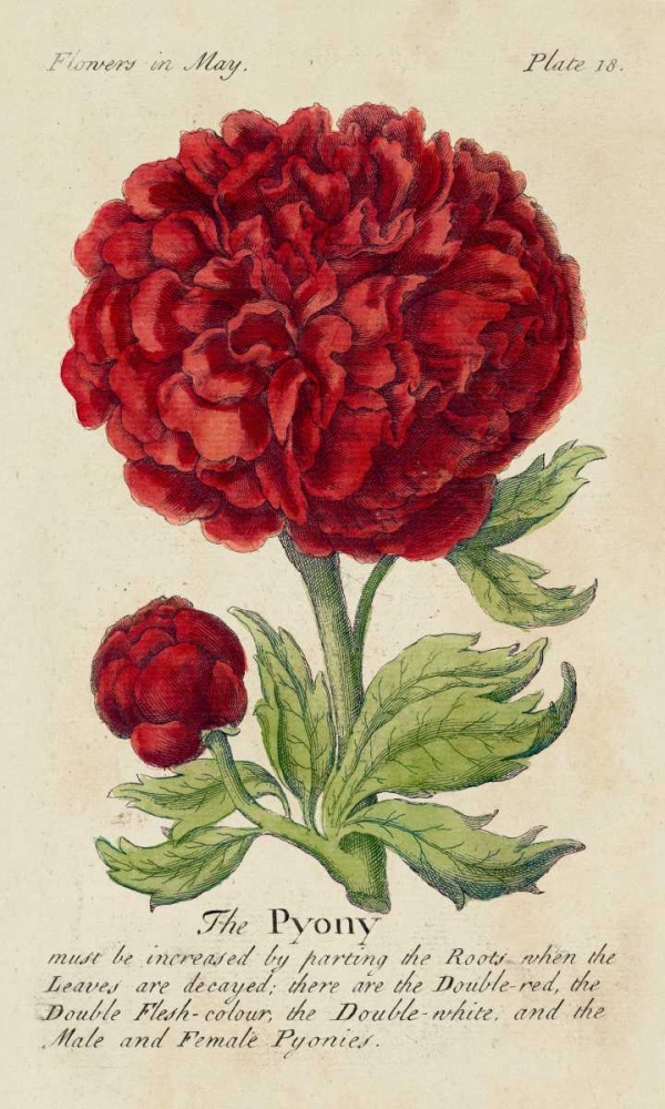 Wall Art Painting id:38802, Name: Gardeners Guide III, Artist: Unknown