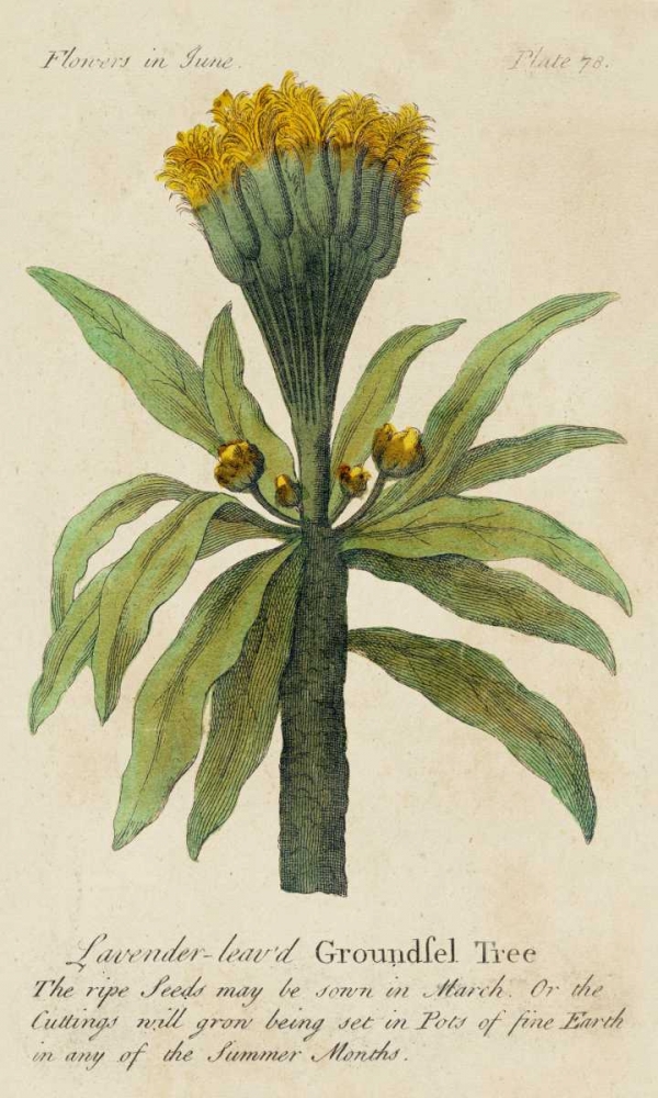 Wall Art Painting id:38803, Name: Gardeners Guide IV, Artist: Unknown