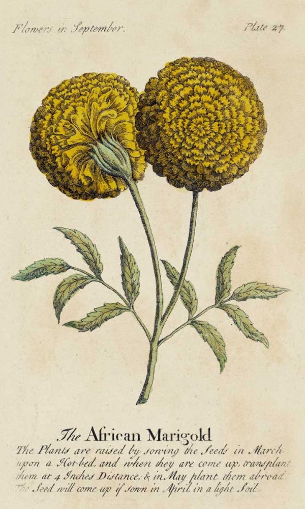 Wall Art Painting id:38804, Name: Gardeners Guide V, Artist: Unknown