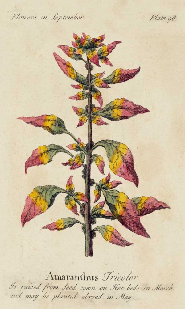 Wall Art Painting id:38805, Name: Gardeners Guide VI, Artist: Unknown